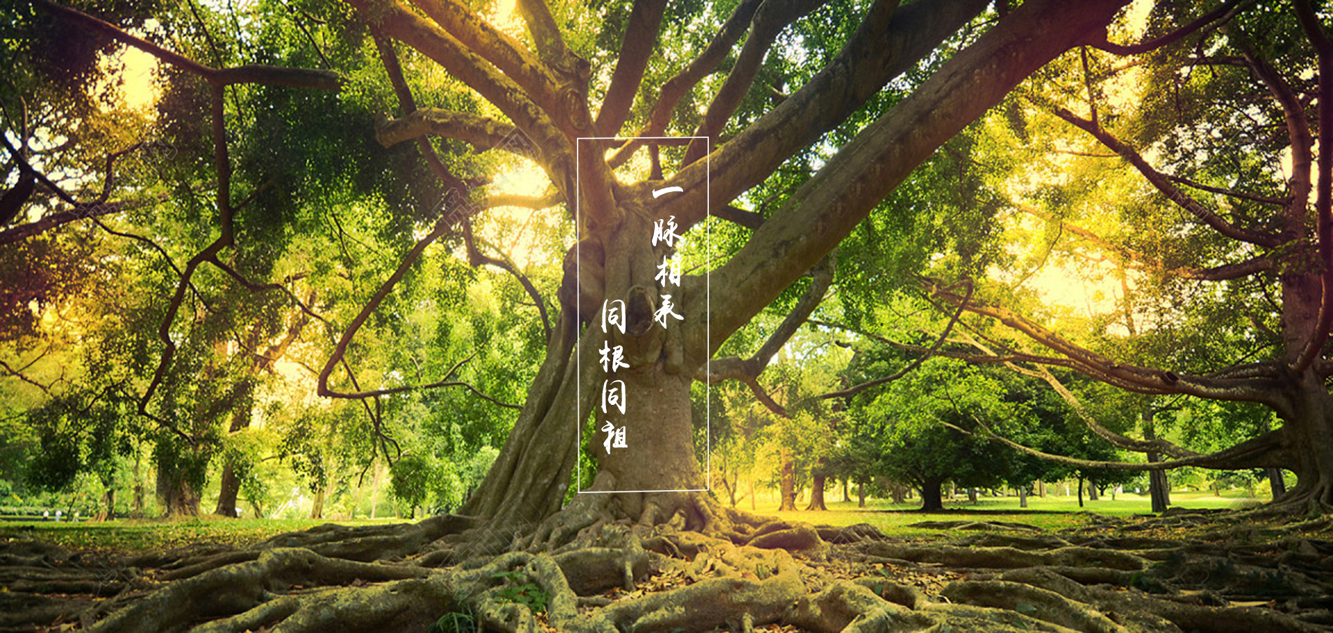 本广告可以在后台设置